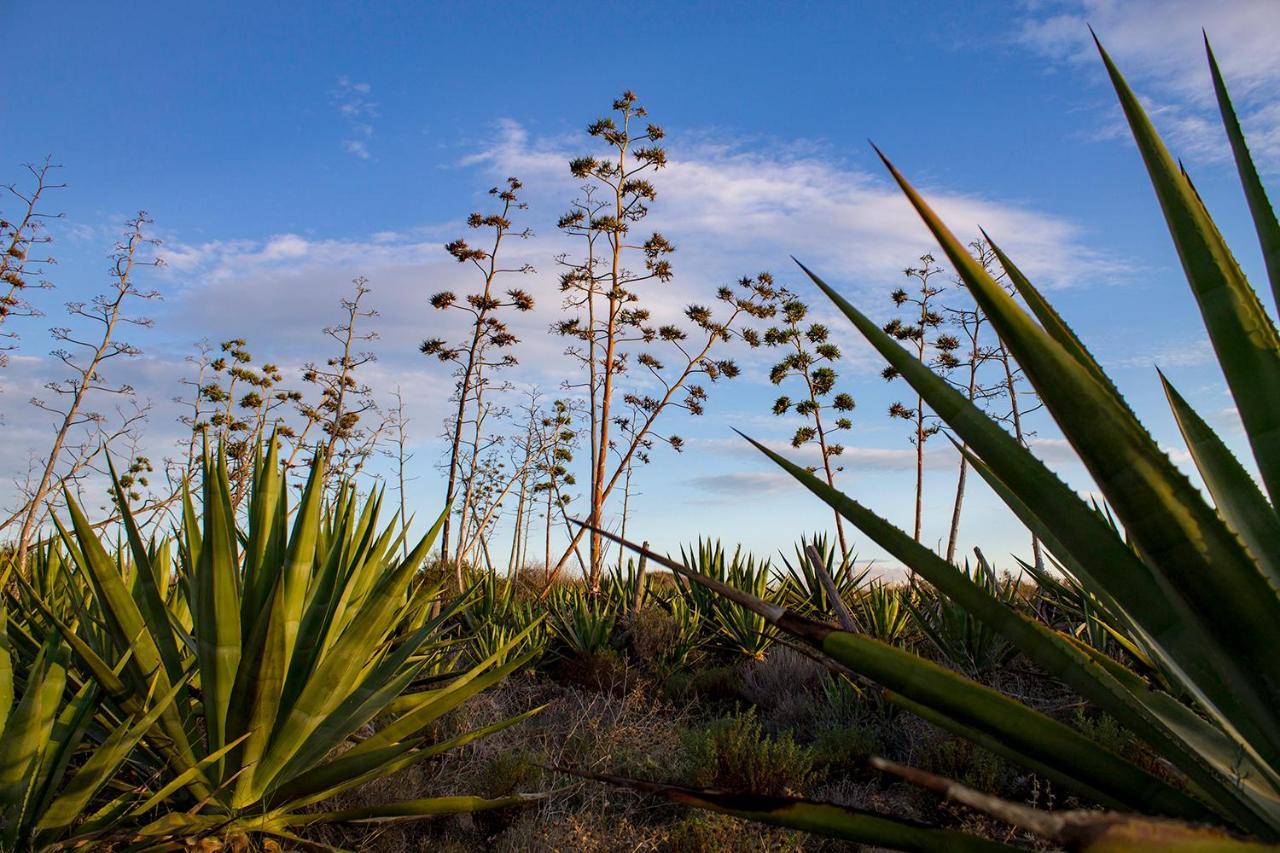 La Palmera. El Amanecer En El Parque Natural Agua Amarga  Exteriör bild